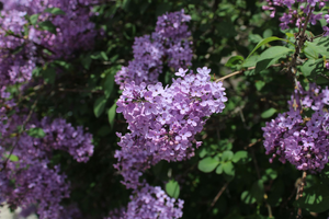Couvreur Les Lilas